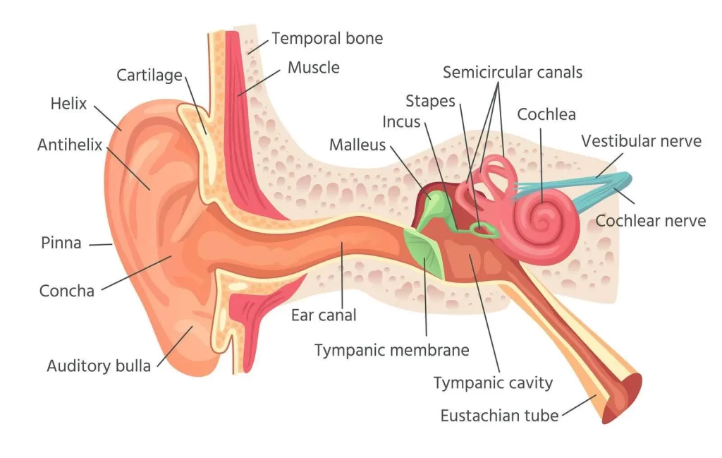 Anatomy of the semi-circular canal>