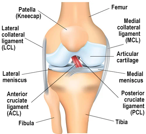 Anatomy of the knee when the ACL highlighted